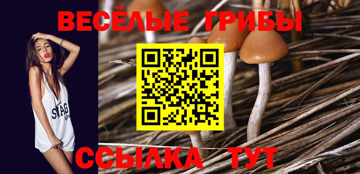 Псилоцибиновые грибы MAGIC MUSHROOMS  как найти закладки  Вход с VPN  Чернушка  Псилоцибиновые грибы MAGIC MUSHROOMS 